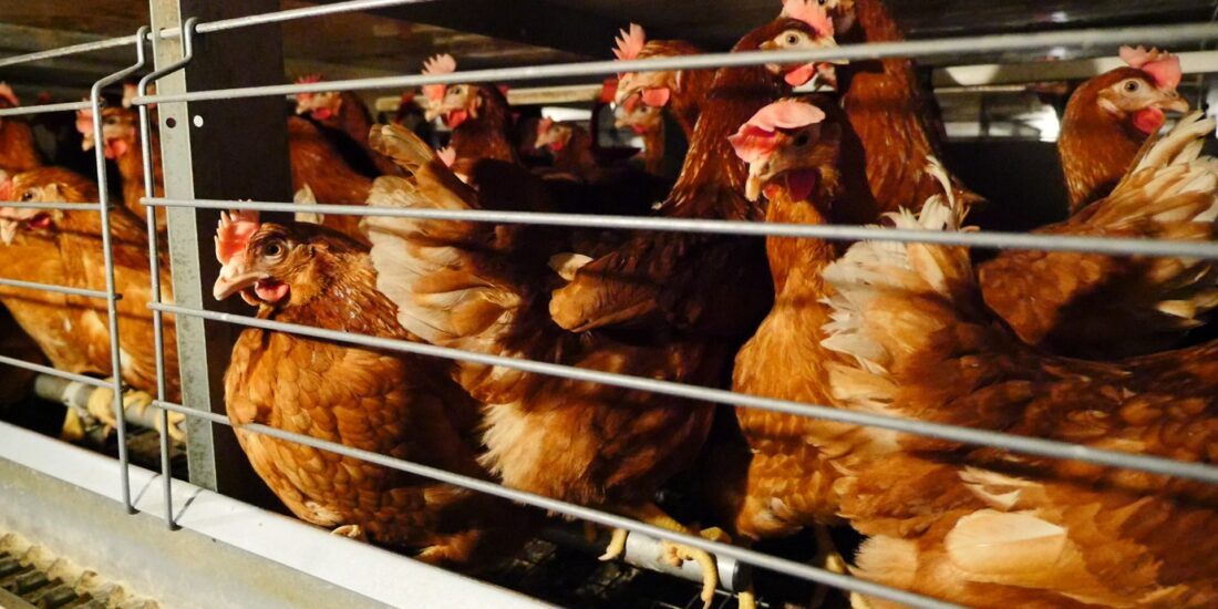 hens