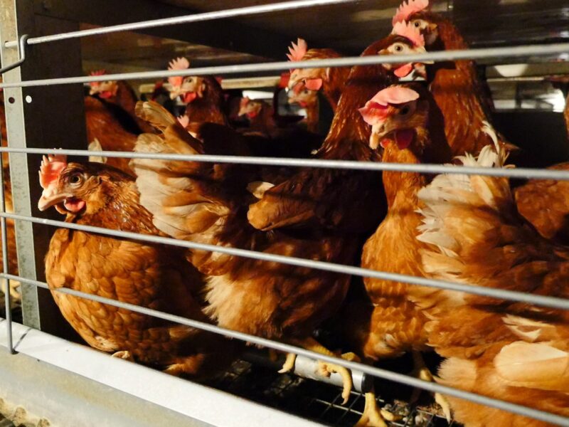 hens