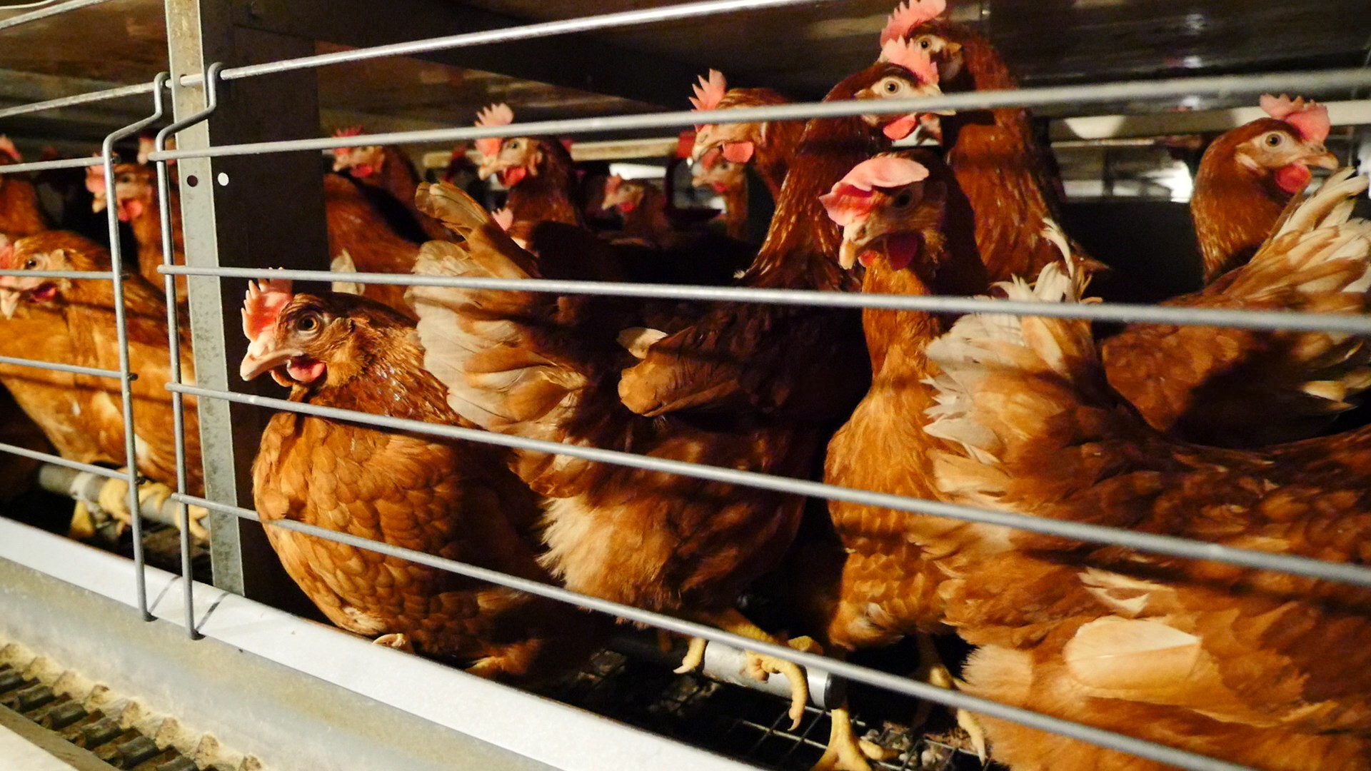hens