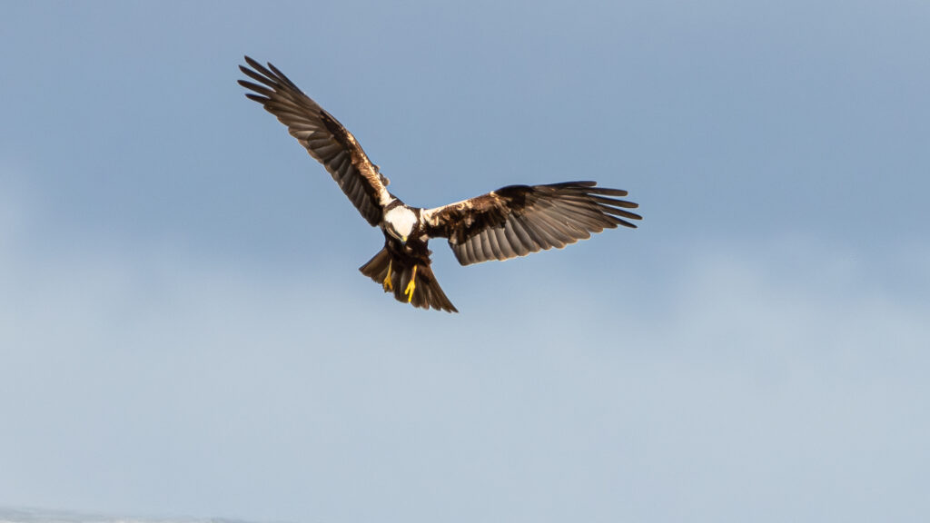 Female Marsh Harrier in flight Philip Lymbery