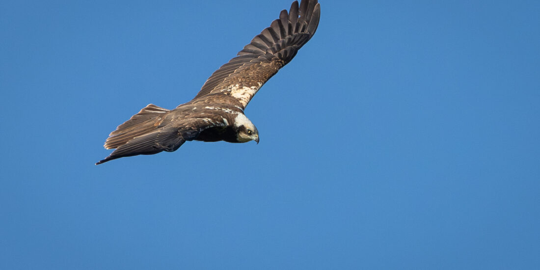 Female Marsh Harrier pic Philip Lymbery