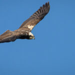 Female Marsh Harrier pic Philip Lymbery
