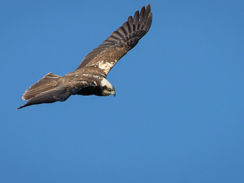 Female Marsh Harrier pic Philip Lymbery