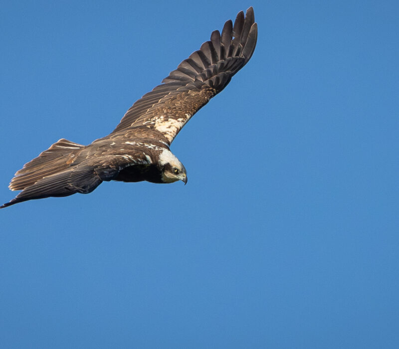 Female Marsh Harrier pic Philip Lymbery