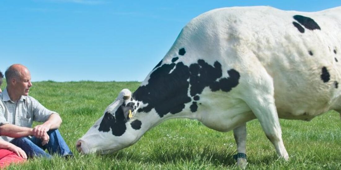 Caption David and Wilma finlay with one of their dairy cows credit The Ethical Dairy