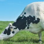 Caption David and Wilma finlay with one of their dairy cows credit The Ethical Dairy