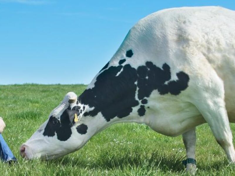 Caption David and Wilma finlay with one of their dairy cows credit The Ethical Dairy