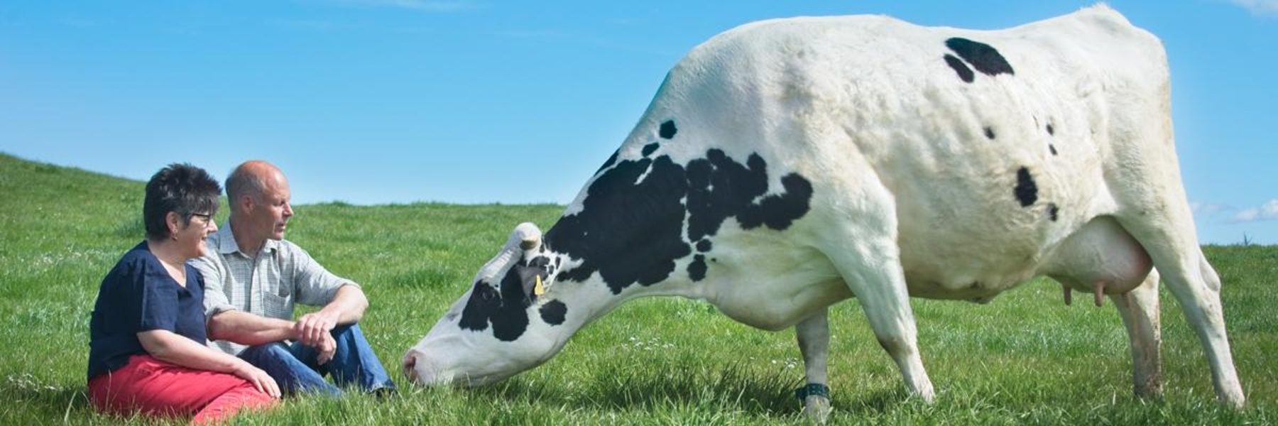 Caption David and Wilma finlay with one of their dairy cows credit The Ethical Dairy