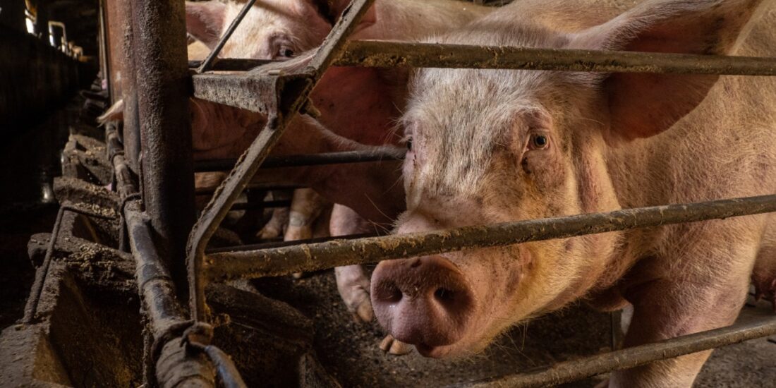 Sows investigation 2022 selection ES (1)