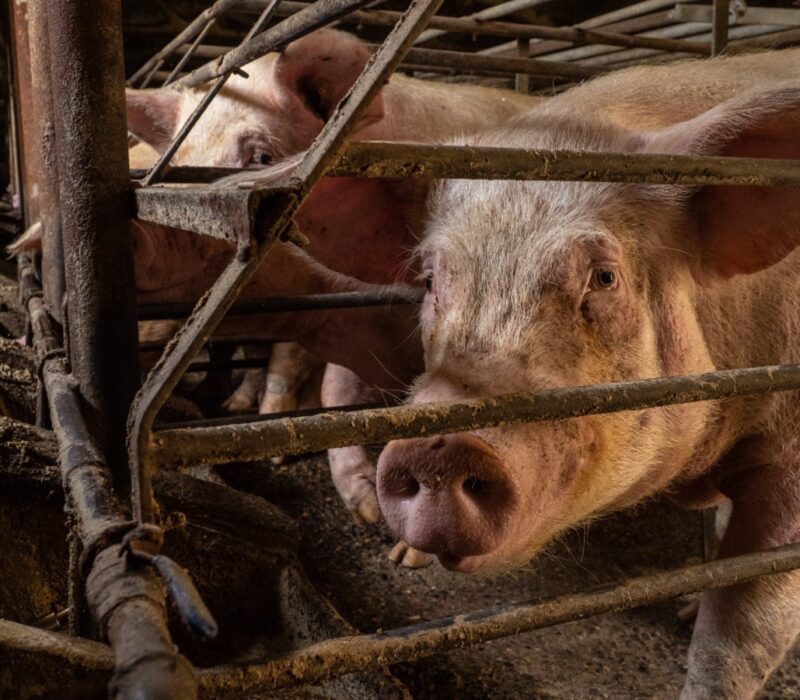 Sows investigation 2022 selection ES (1)
