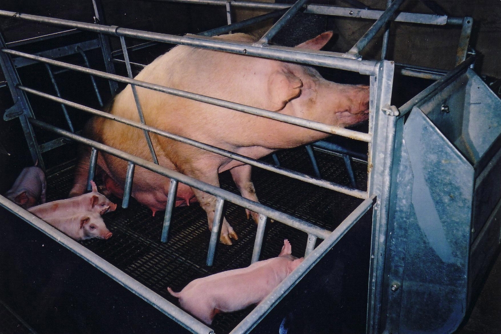 Indoor piglets suckling sow credit CIWF